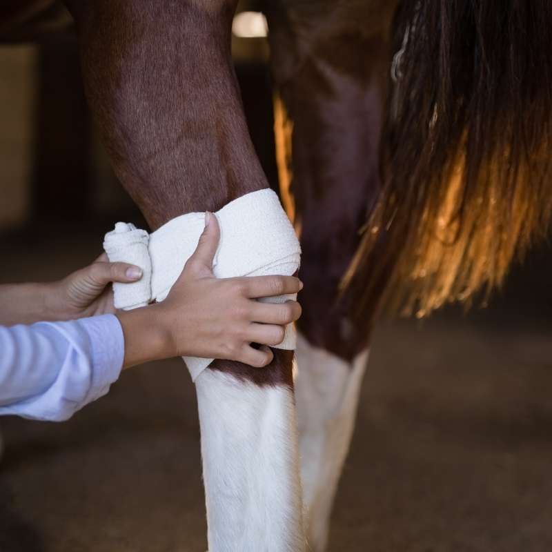 Hästens apotek - viktiga saker att ha hemma i stallet om olyckan är framme
