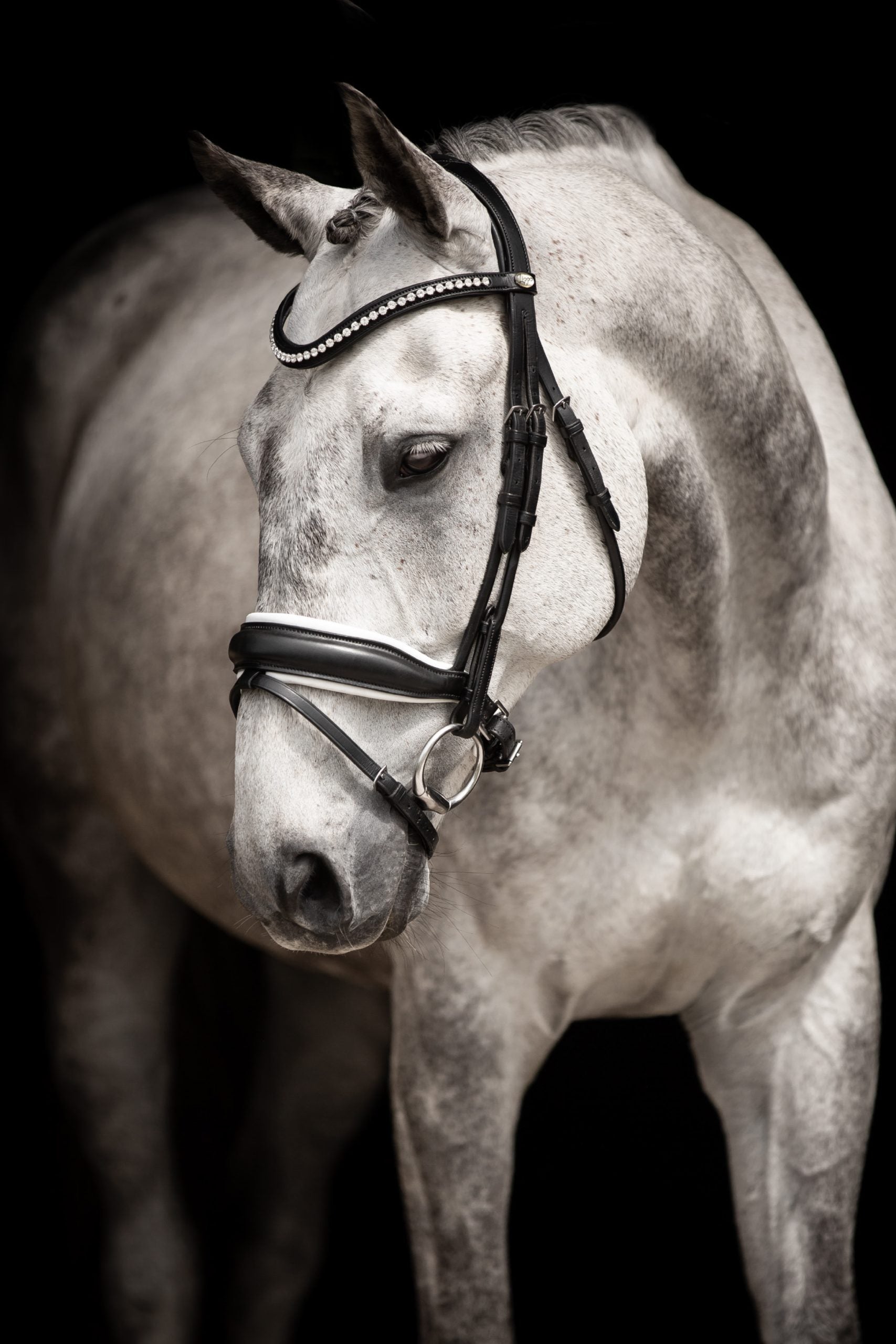 Lippo Integro grande träns