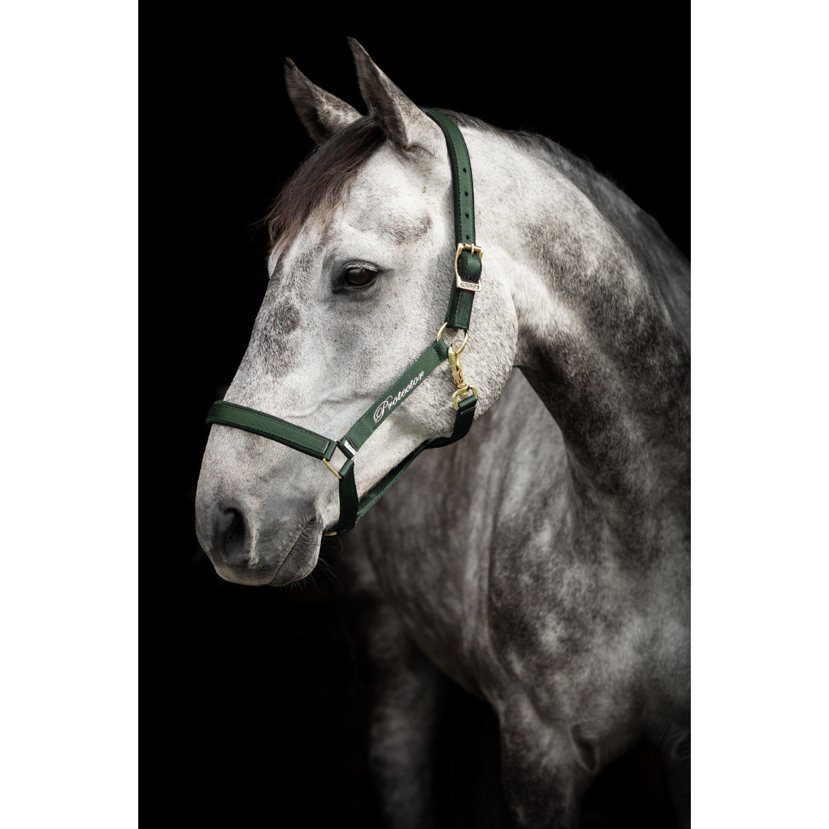 Protector grimma Derry