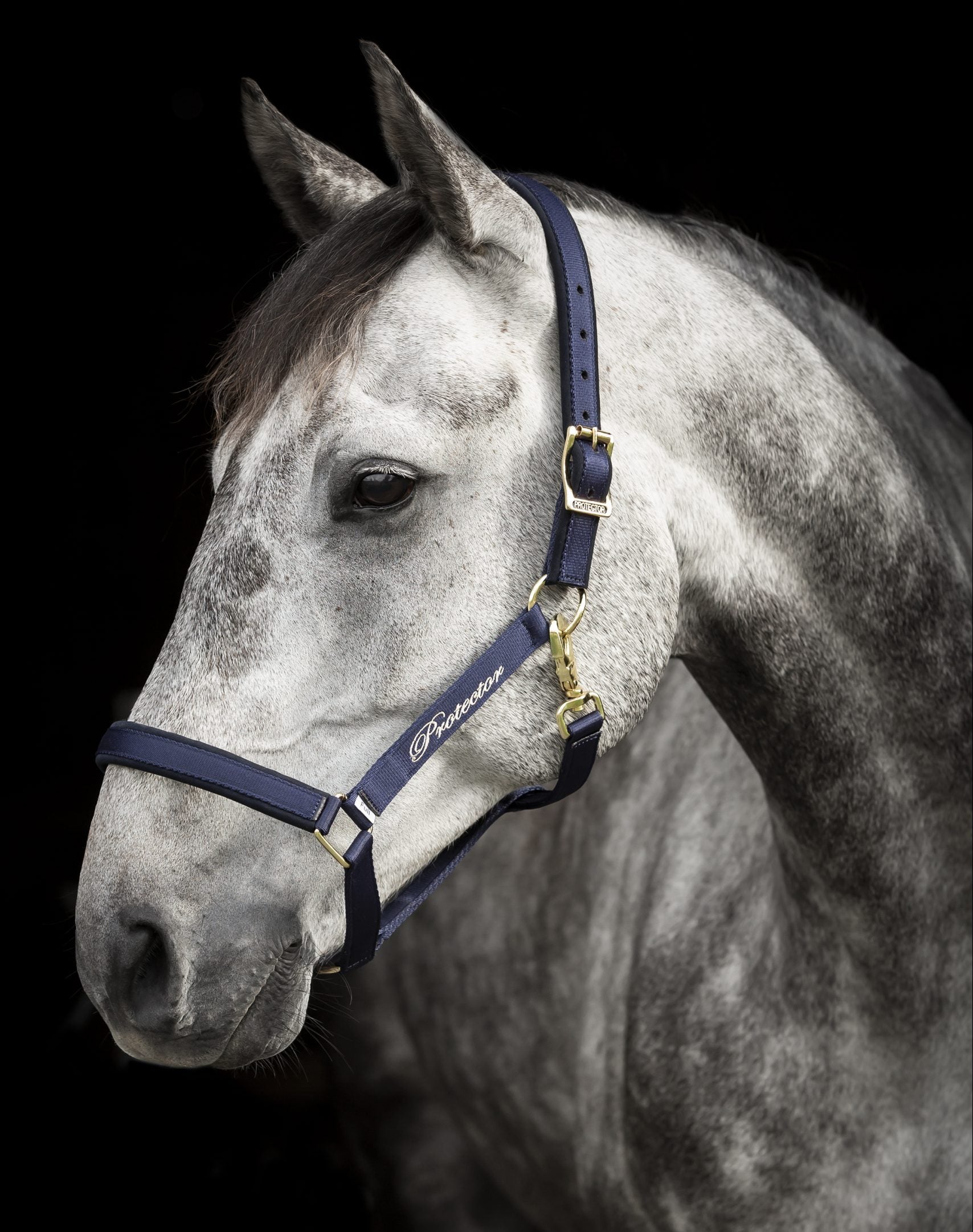 Protector grimma Derry