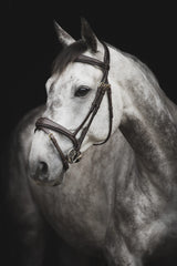 Lippo Supreme Fancy träns