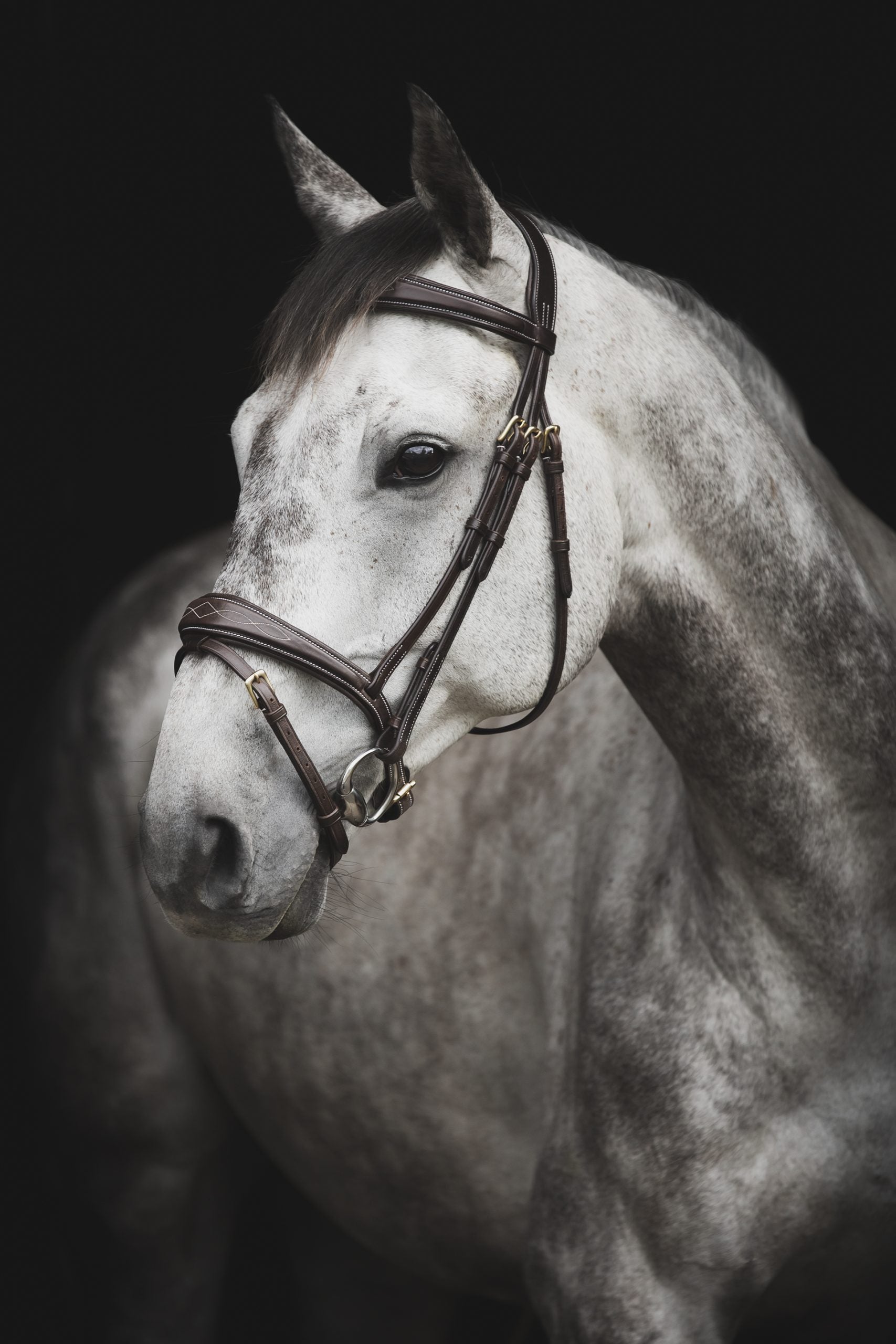 Lippo Supreme Fancy träns