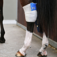 Kentucky Tendon Grip sock