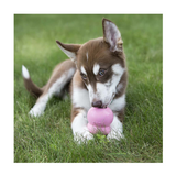 KONG Easy Treat Puppy