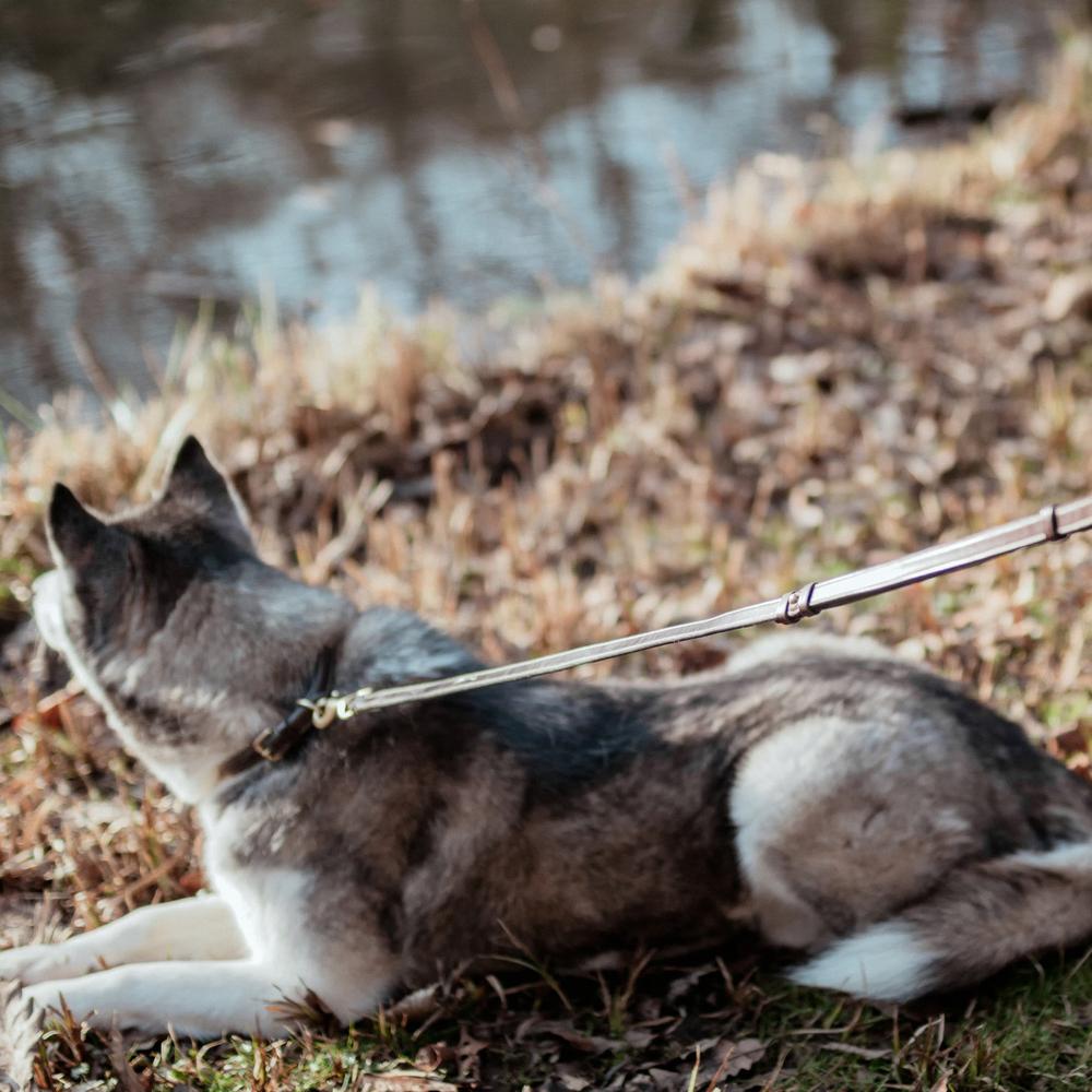 Dyon Hundkoppel justerbart