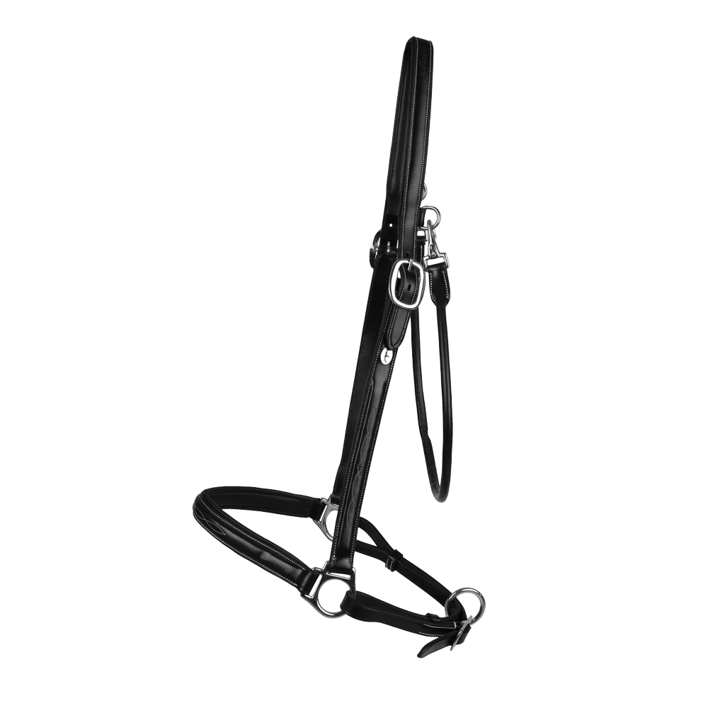 Dyon WO Grooming grimma