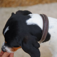 Dyon Hundhalsband Flätat