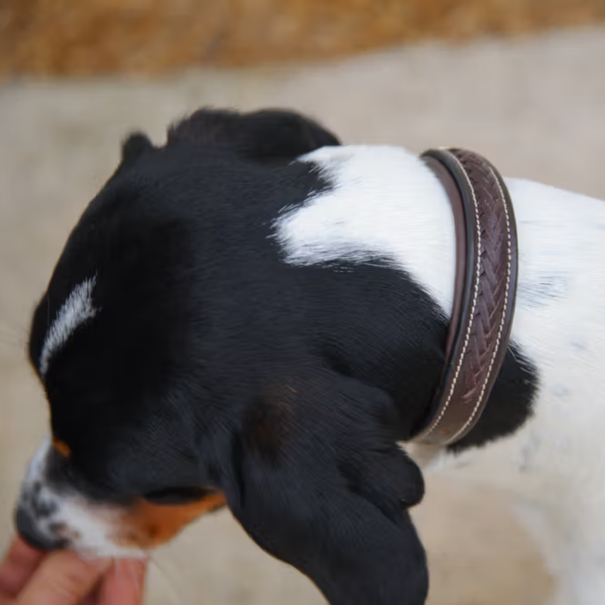 Dyon Hundhalsband Flätat