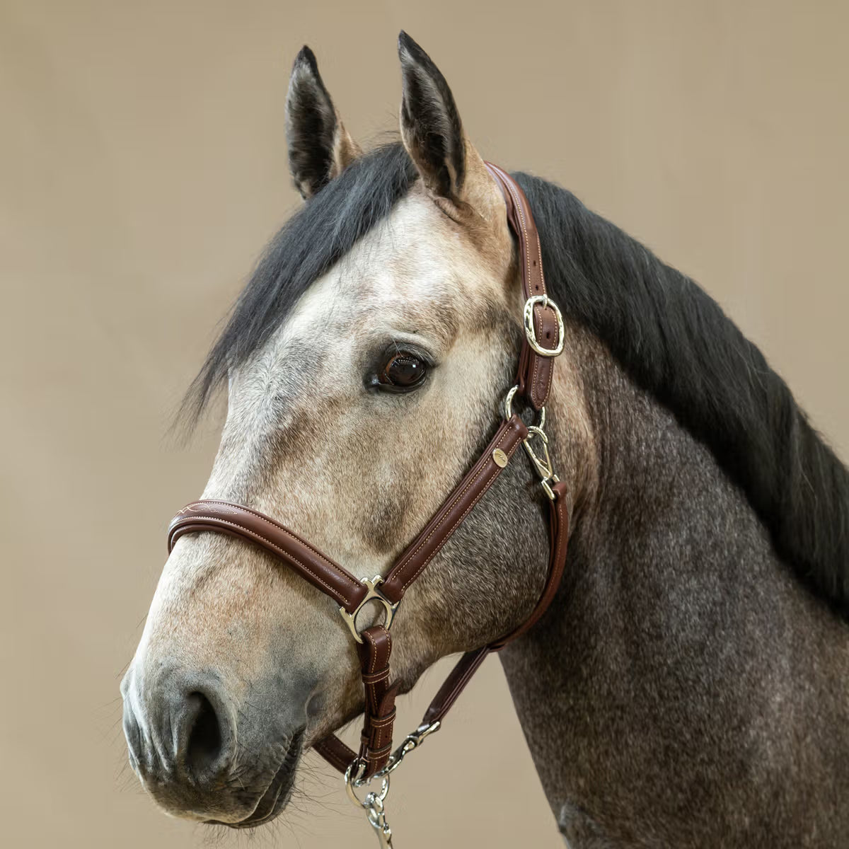 Dyon WO Leather Halter 2-in-1