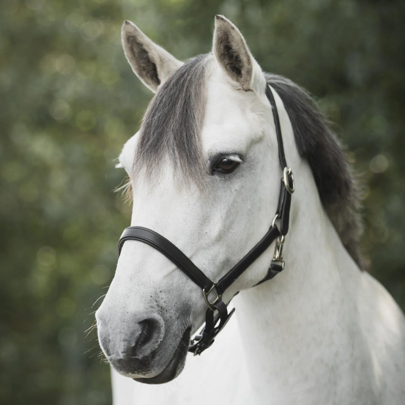 Lippo Basic Slim leather halter