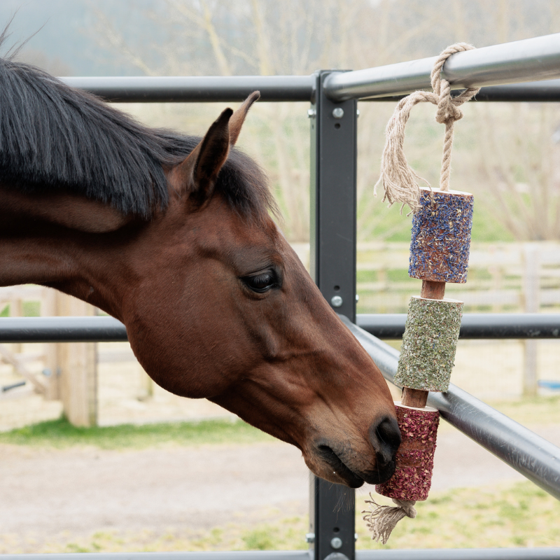 Grooming Deluxe Wooden Relax Horse Toy Freedom