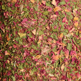 Grooming Deluxe Wooden Relax Horse Toy Salt Airways