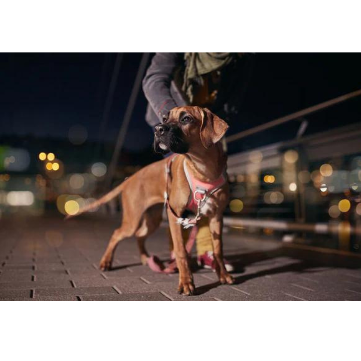 Hurtta Venture No-Pull Sele