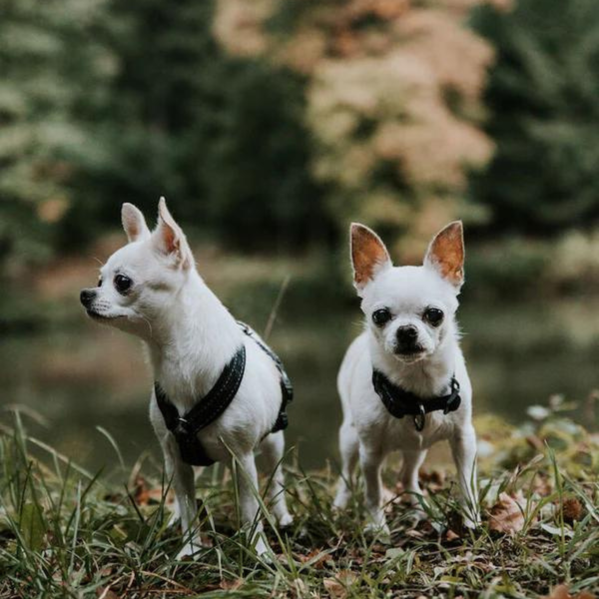 Hurtta Casual Y-harness