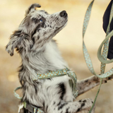 Hurtta Razzle-Dazzle Y-sele