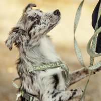 Hurtta Razzle-Dazzle Y-sele