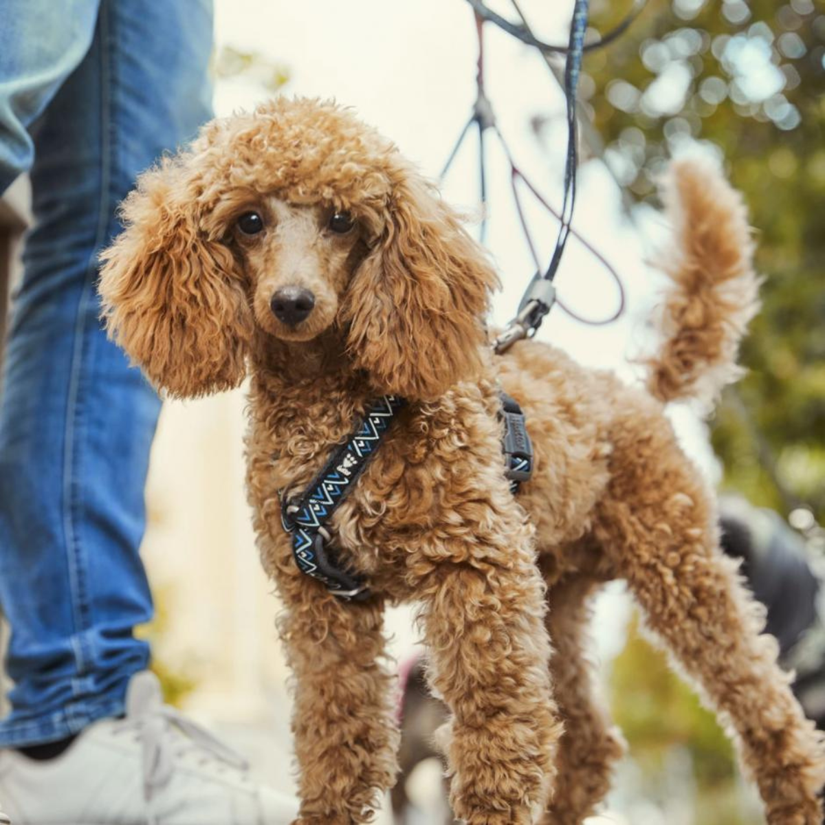 Hurtta Razzle-Dazzle Y-sele