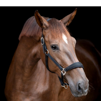 Horse Guard Diya Grimma 2.0