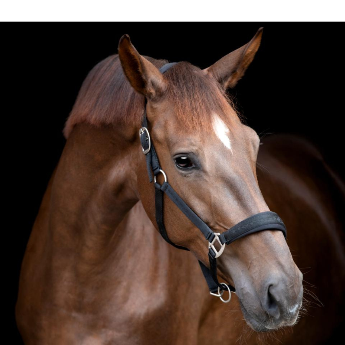 Horse Guard Diya Grimma 2.0