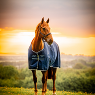 Horseware Amigo Ripstop 900D Pony 100g