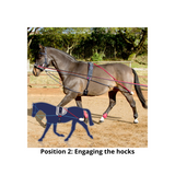 John Whitaker Longeringsystem