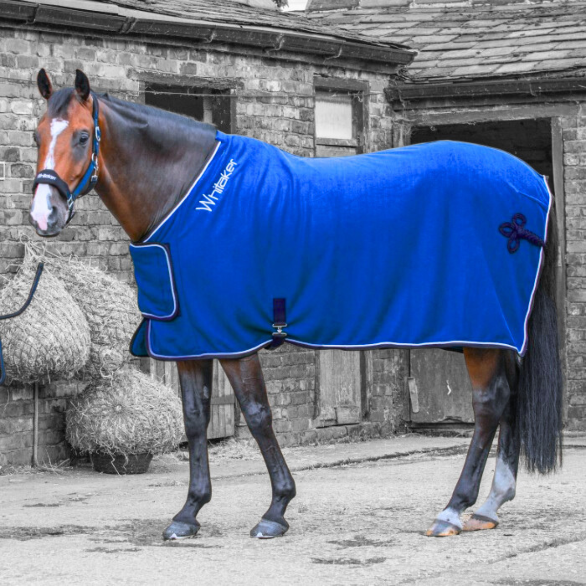 John Whitaker Club Show Rug