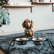 Kentucky Comfort Hundskål