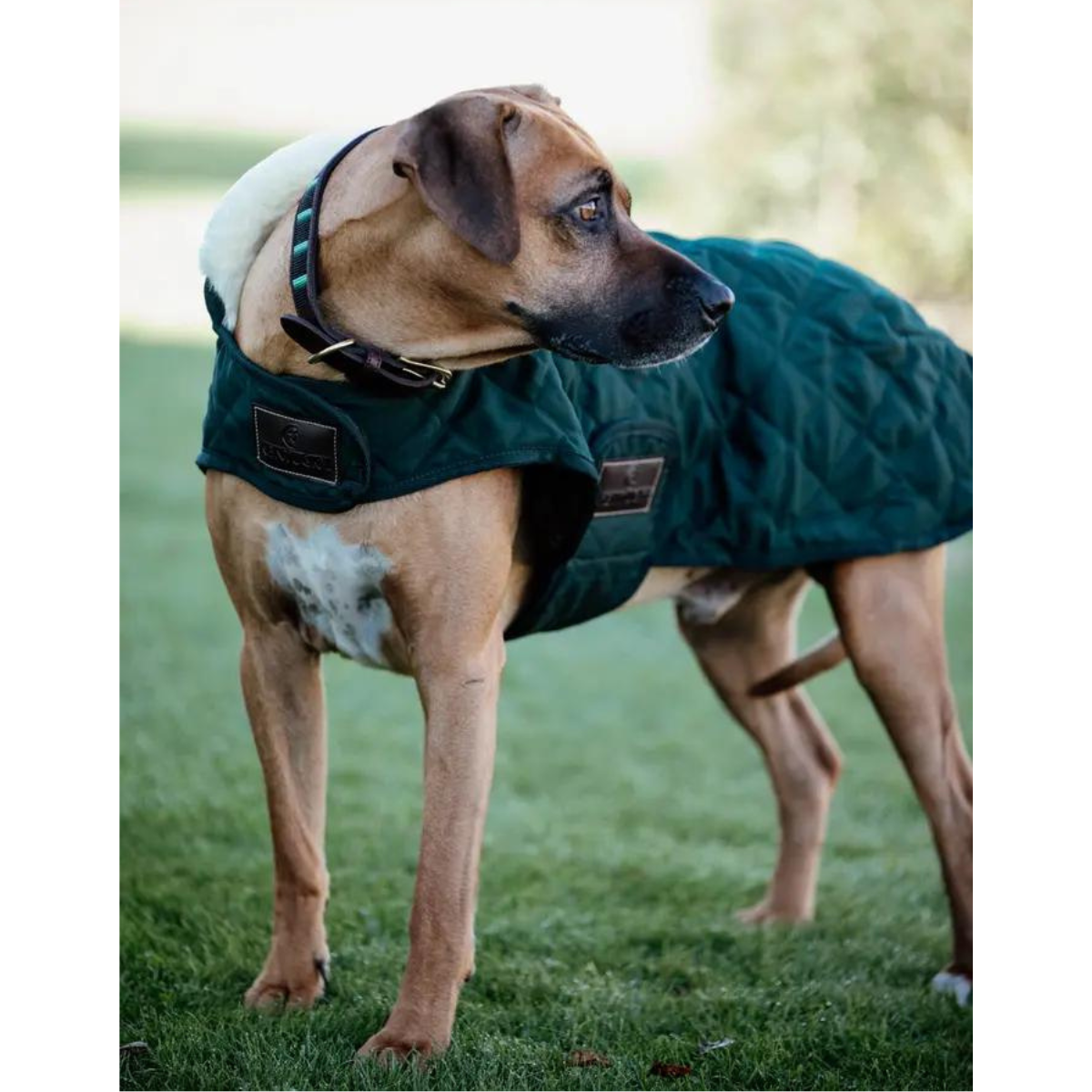 Kentucky Hundtäcke original