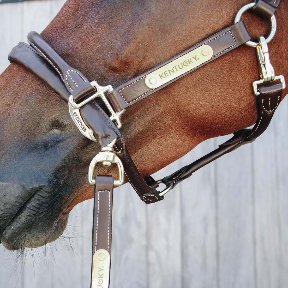 Kentucky Grimskaft med läderklädd kedja