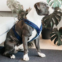 Kentucky Harness Active Velvet Dog Harness