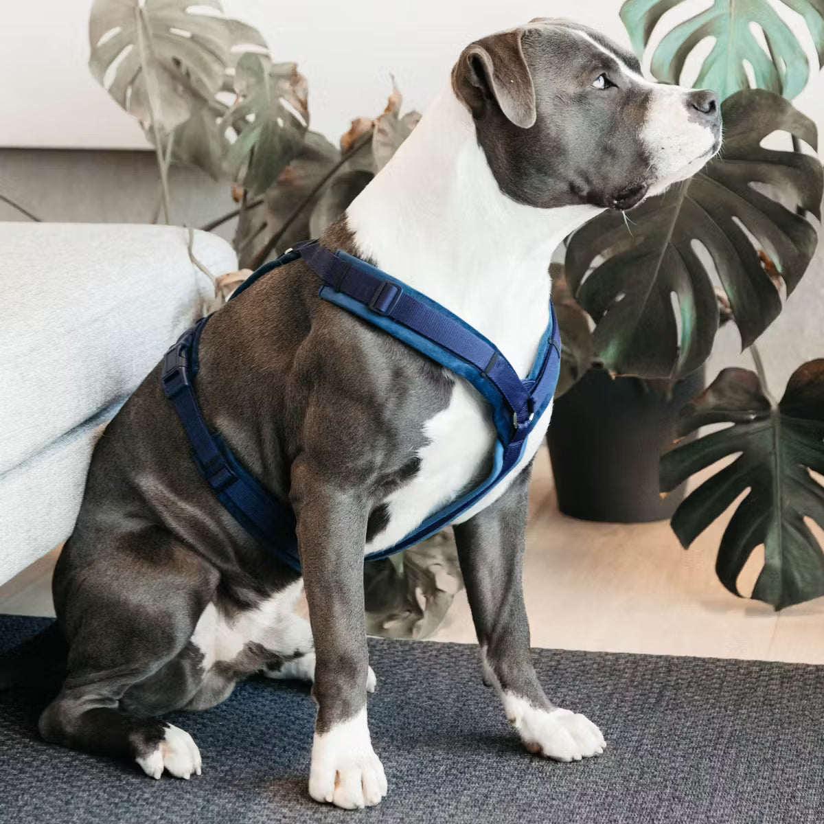 Kentucky Harness Active Velvet Dog Harness