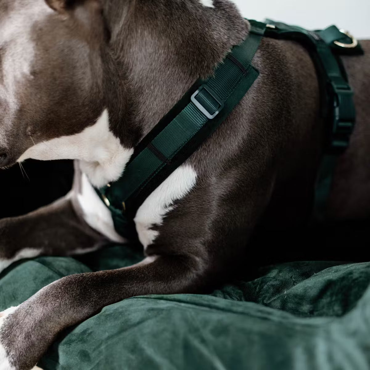 Kentucky Harness Active Velvet Dog Harness