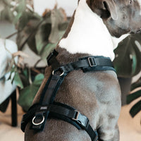 Kentucky Harness Active Velvet Dog Harness
