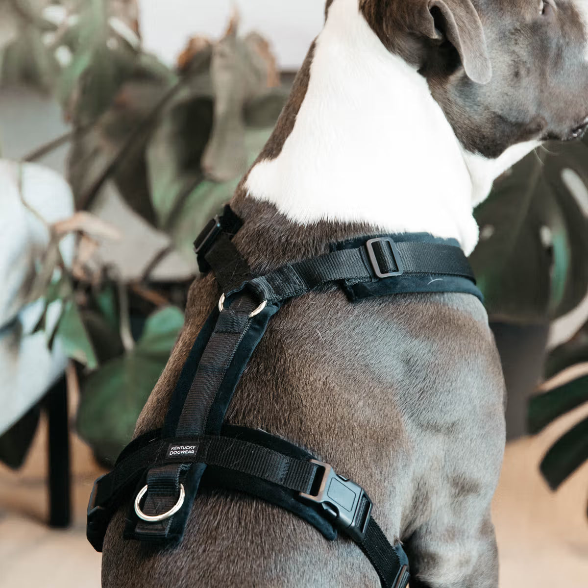 Kentucky Harness Active Velvet Dog Harness