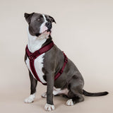 Kentucky Harness Active Velvet Dog Harness