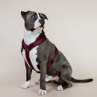 Kentucky Harness Active Velvet Dog Harness