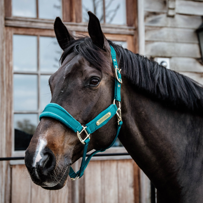 Kentucky Velvet Grimma