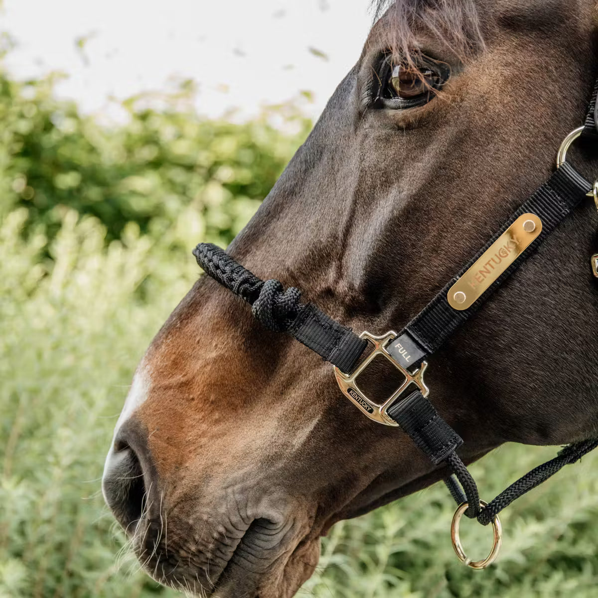 Kentucky Control Halter Nylon