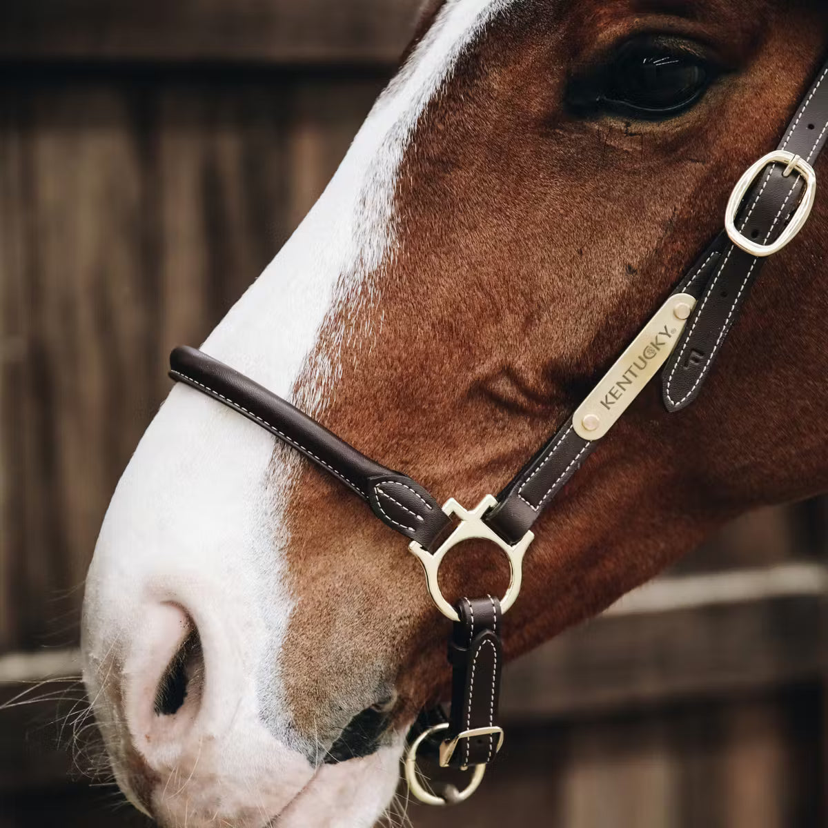 Kentucky Grooming grimma läder