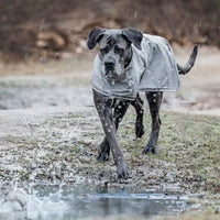 Kentucky Raincoat Dog 