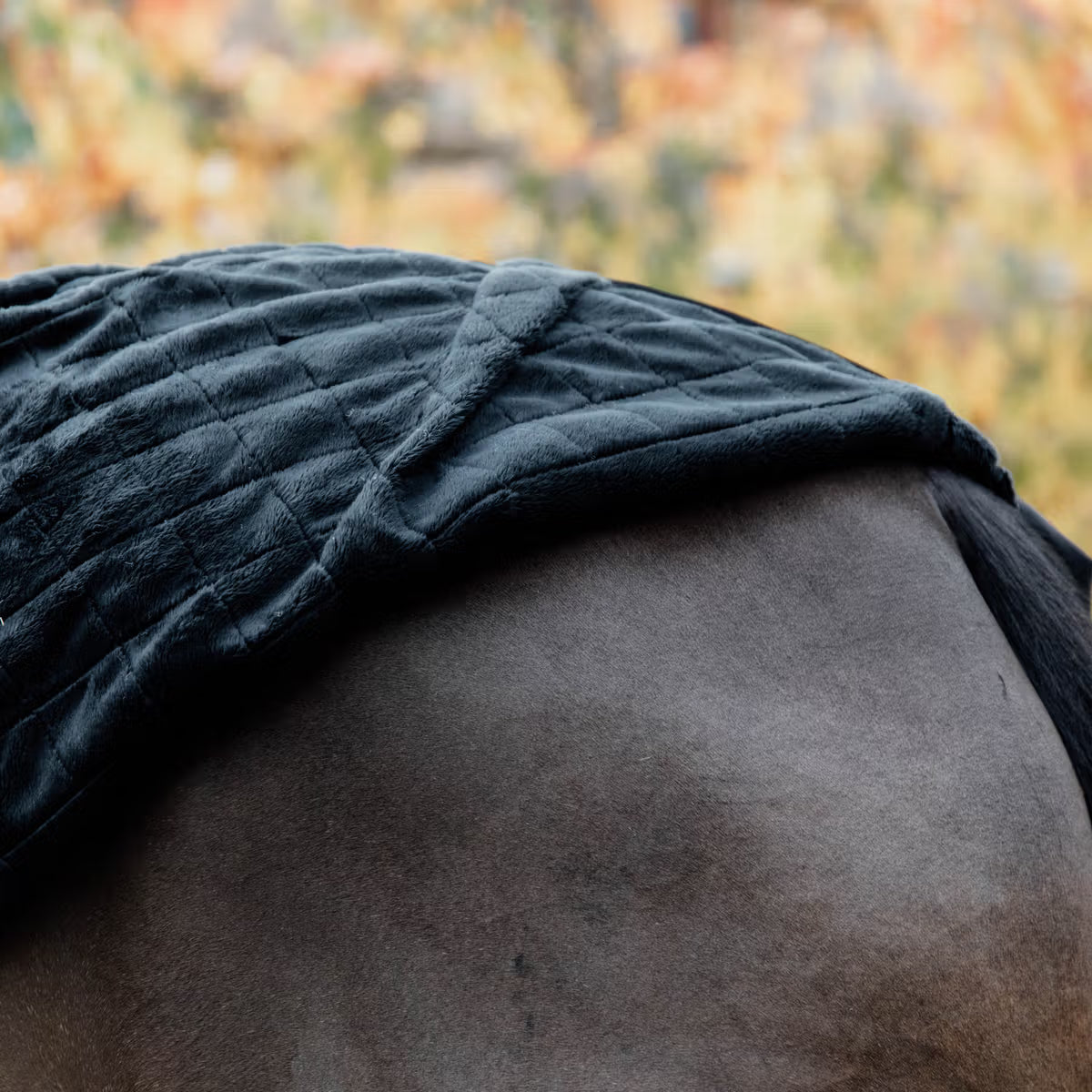 Kentucky Stable Rug 0g