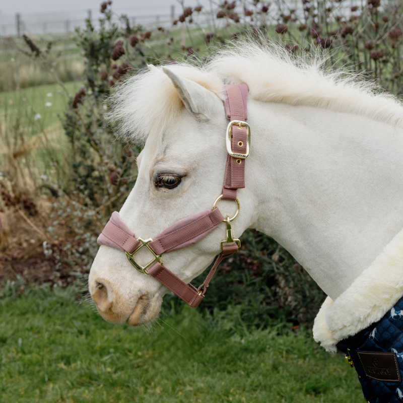 Kentucky Velvet Grimma