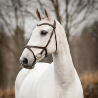 Knights Arthur träns