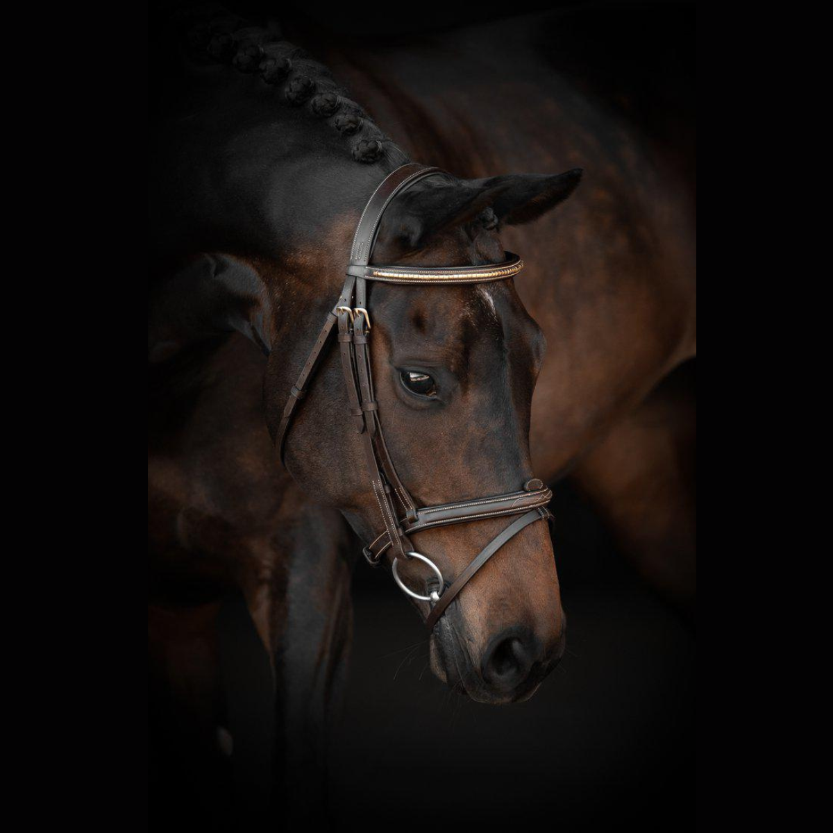 Lippo Basic Preston Fancy träns