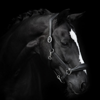 Lippo Basic leather halter grooming