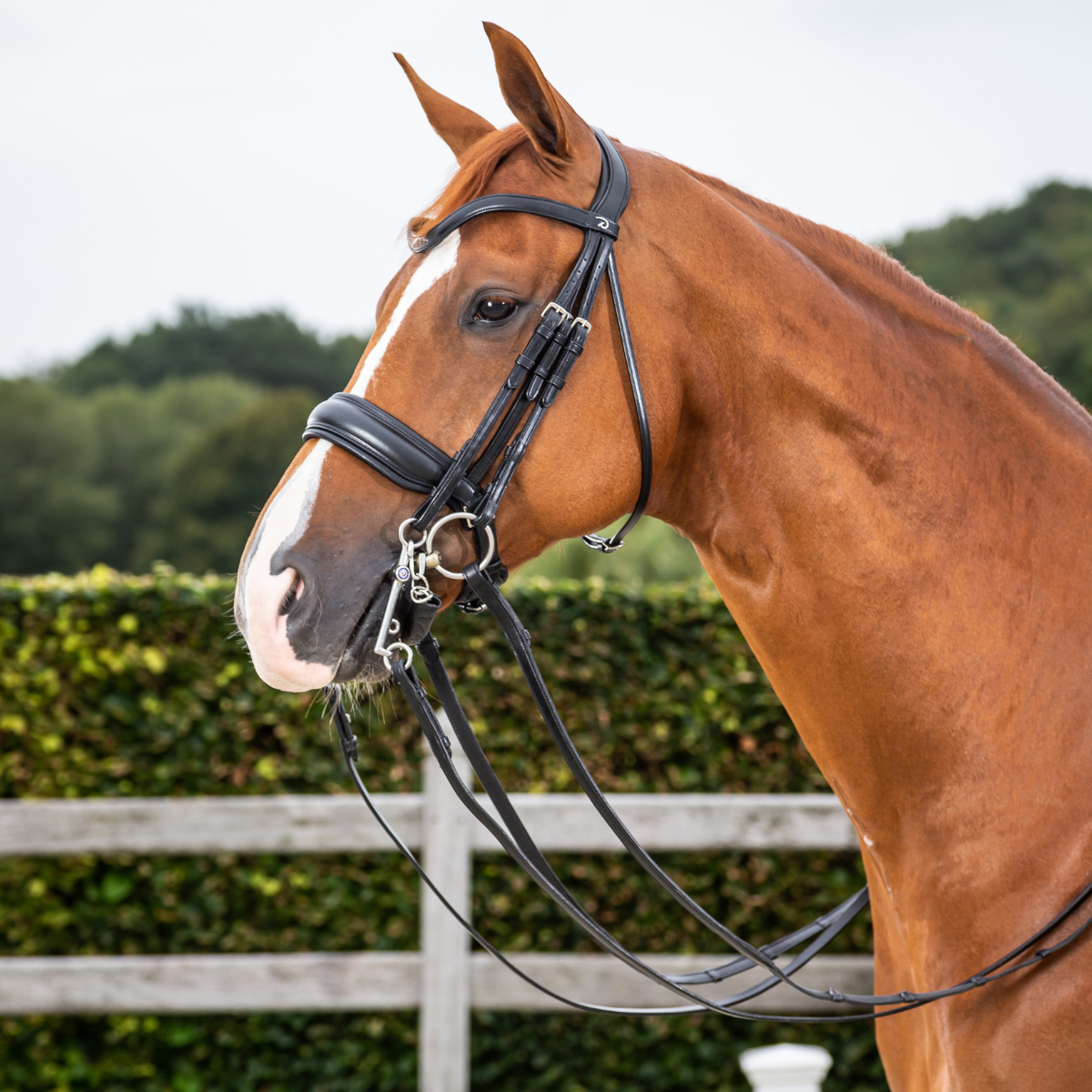 Dyon NE Kandar bred nosgrimma