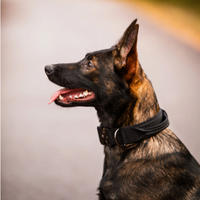 Rukka Mission Control Dog Collar