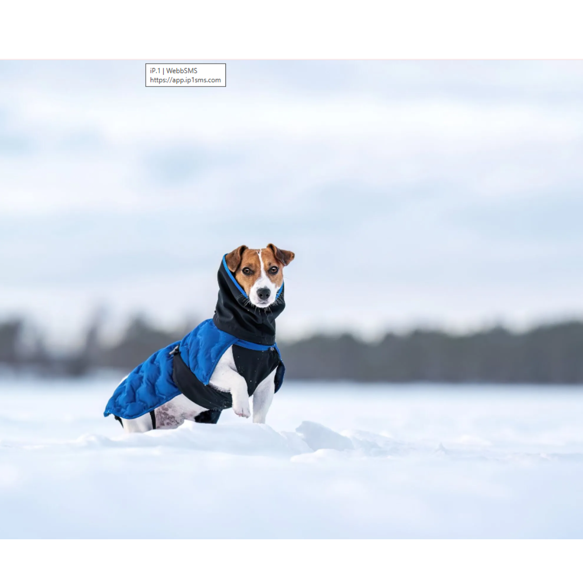 Rukka Pets Discovery 3In1 Hundtäcke