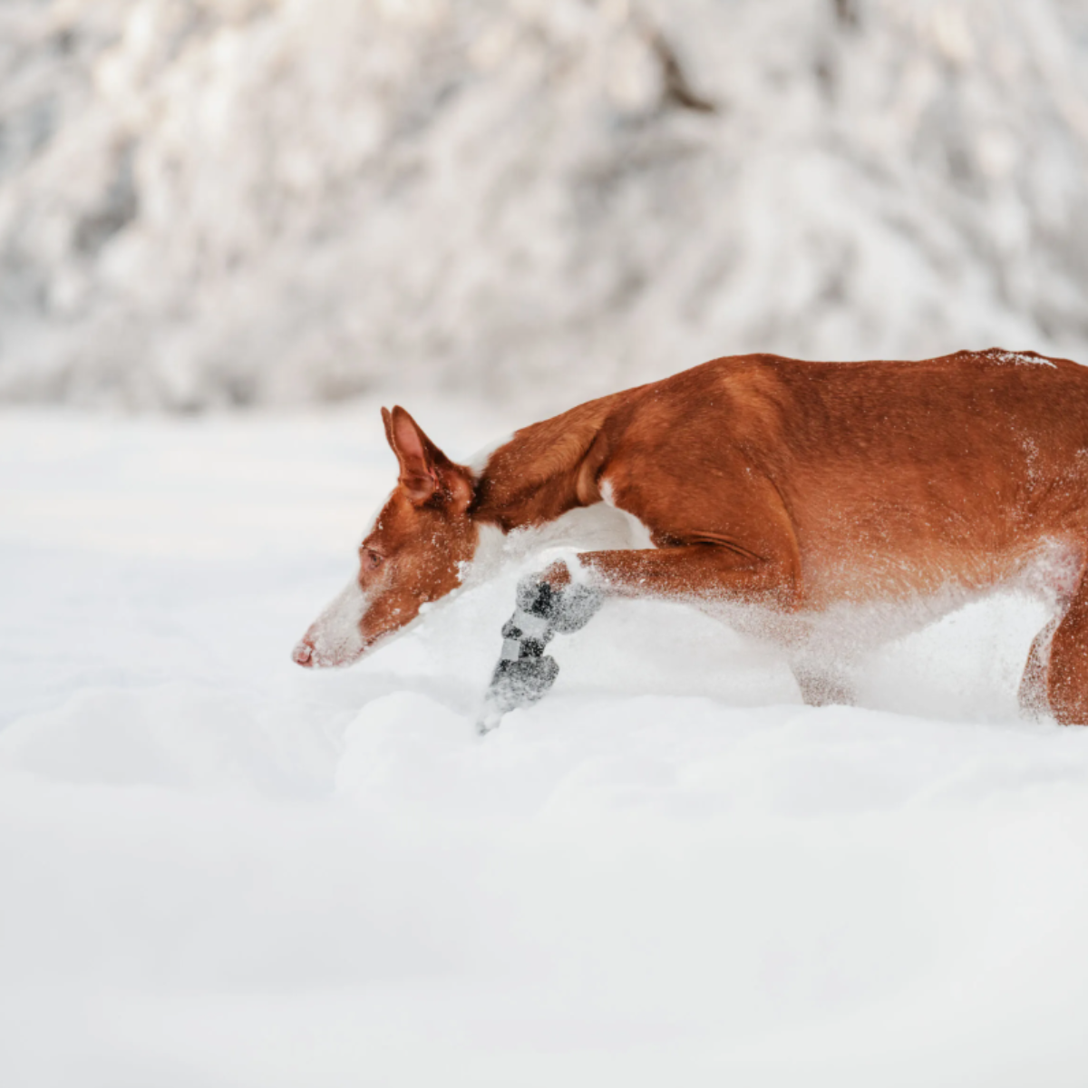 Rukka Pets Fleece boots 