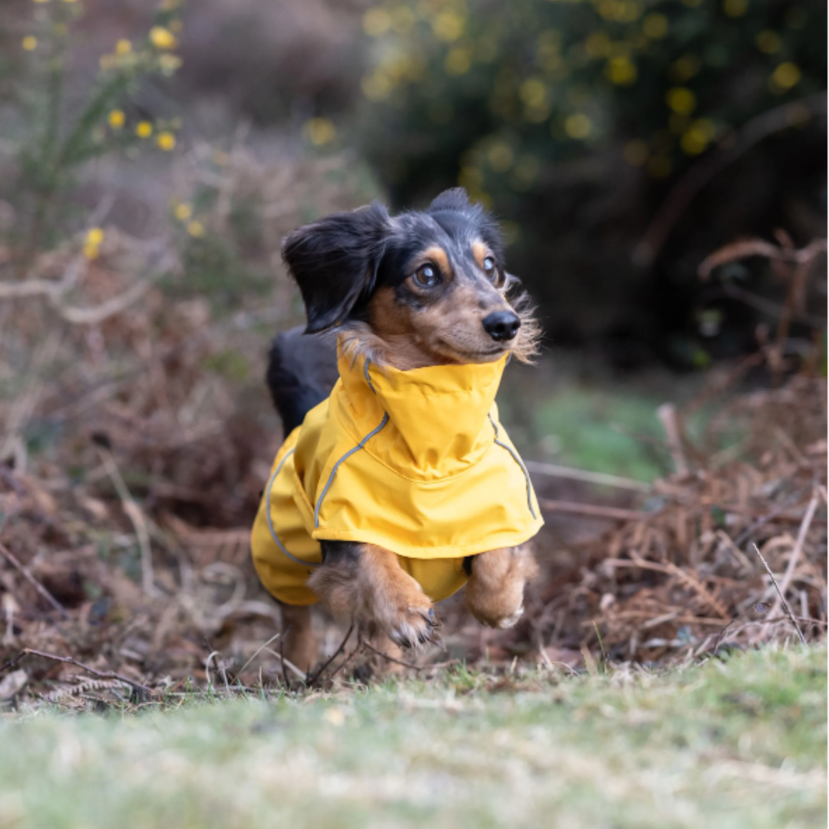 Rukka Pets Hayton X Dog Blanket Rain